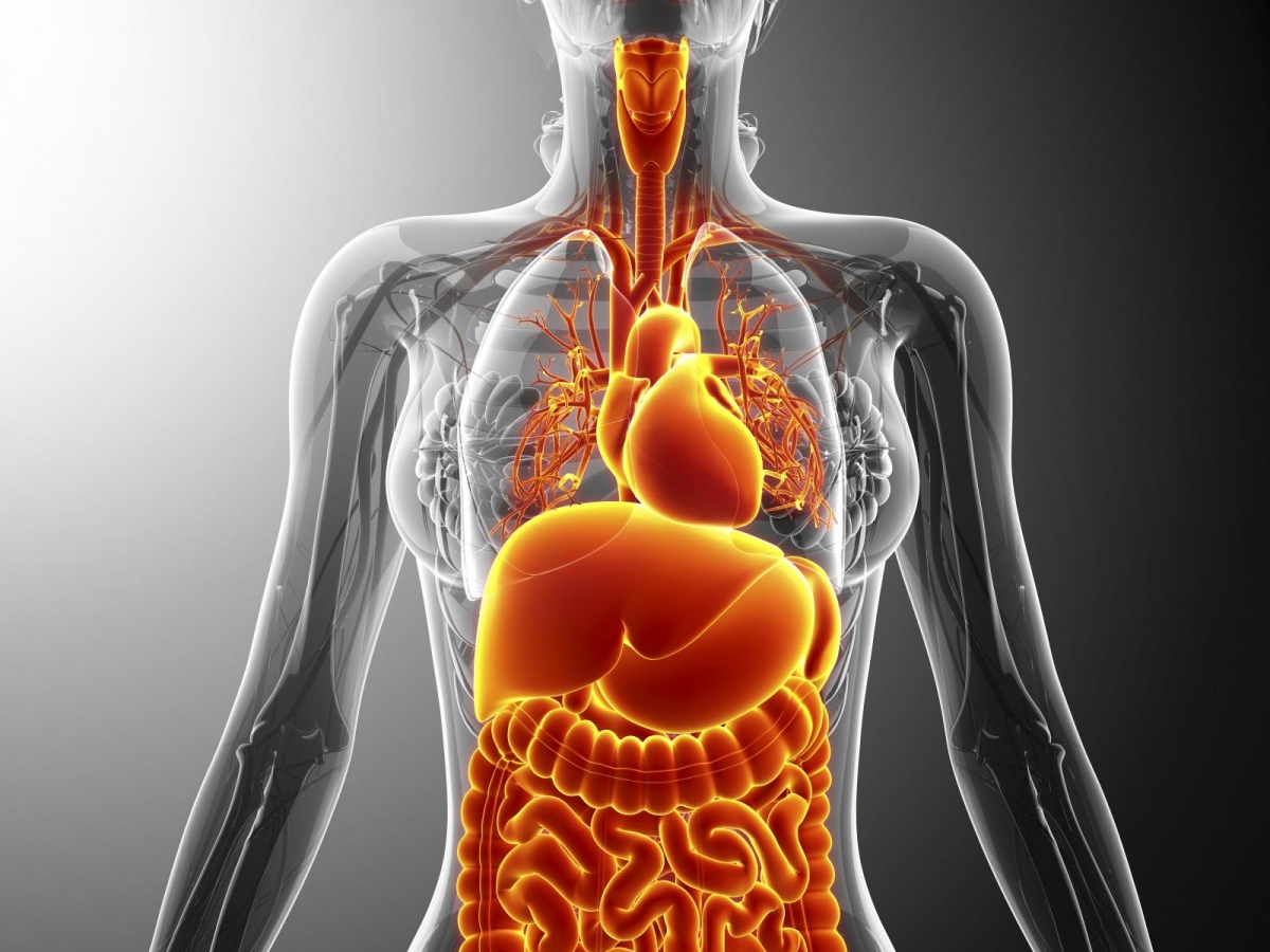 Au coeur des organes  Le réflexe myotatique